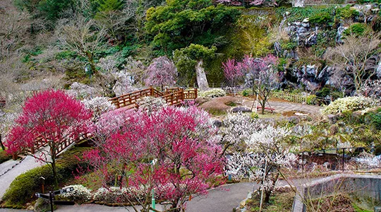 熱海梅園